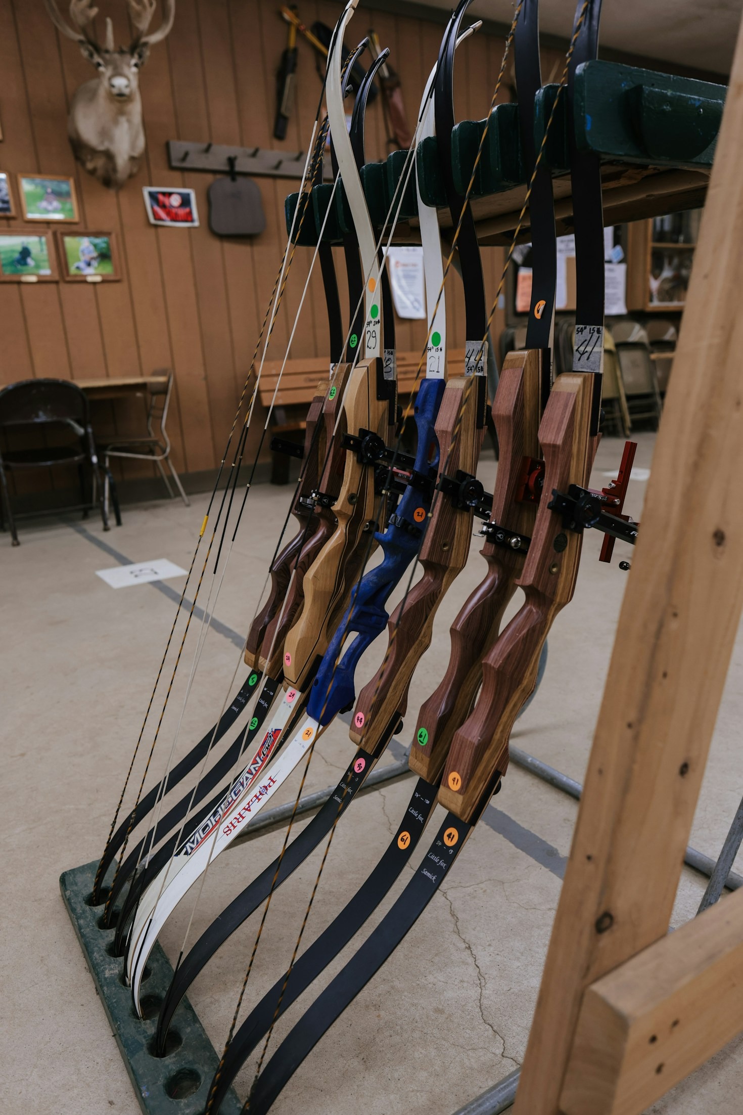 Top 5 Compound Bows Reviewed by Experts